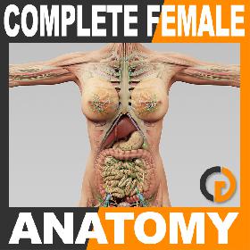 Human Female Anatomy - Body, Muscles, Skeleton, Internal Organs and Lymphatic